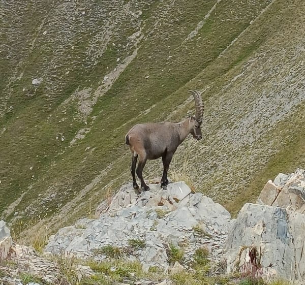 La Foux / Col d'allos / Tete de Vescal - Allos - 1