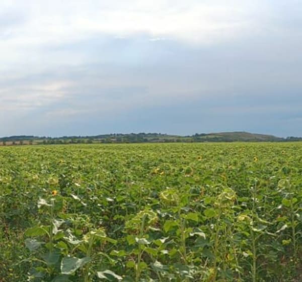 Petite marche entre bord de mer et campagne - Mortagne-sur-Gironde - 1
