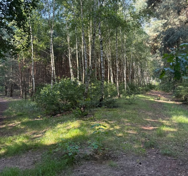 Spacer lasem i okolicami - Rokietnica - 1