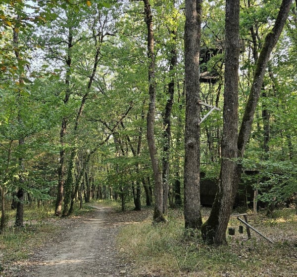 Forêt du tir à l'arc à Vignau - Pompignan - 1
