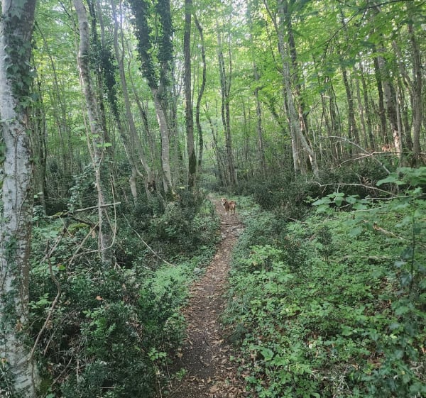 Boucle en foret de Russy - Cellettes - 1