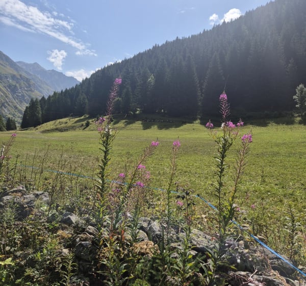 La Couaz, Champagny le haut - Champagny-en-Vanoise - 1