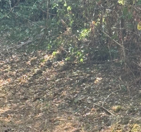 Domaine des oiseaux près de Mazères - Mazères - 1