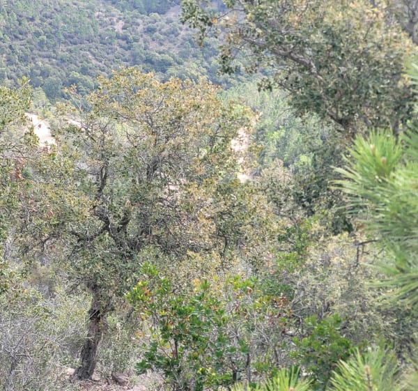 Roussiveau - Le Perthus - Nathalie - 1