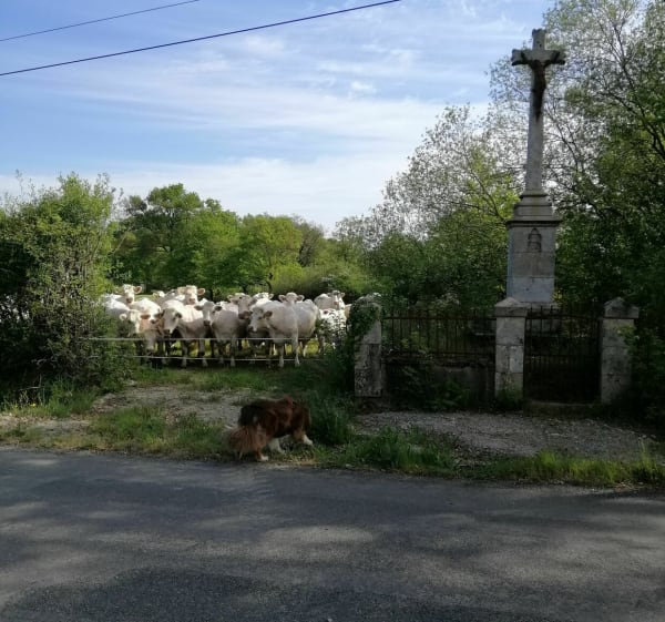Petit tour au Petit Plessis - Veronique - 1