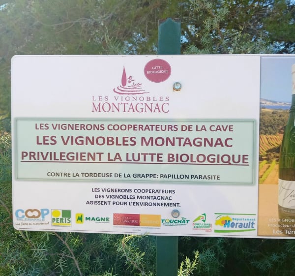 Grande boucle vers Aumes et Montagnac - Eric - 1