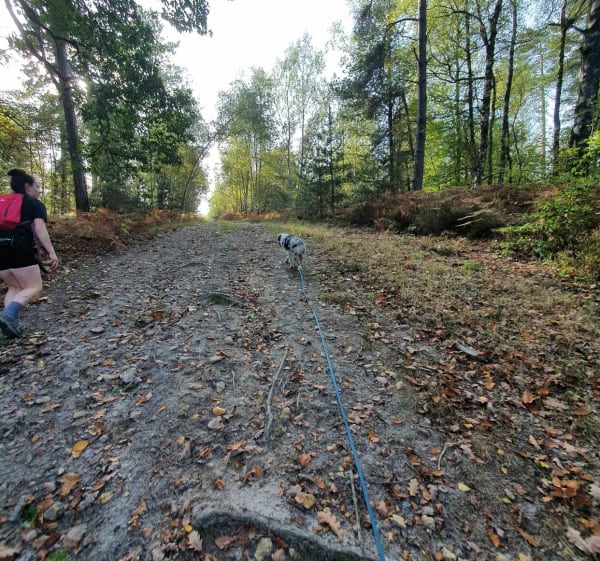 Balade forestière dans la forêt de Saint-léger - Lucie - 1