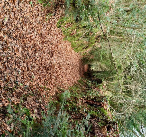 Berrien Trénivel par la forêt de Huelgoat - Berrien - 1