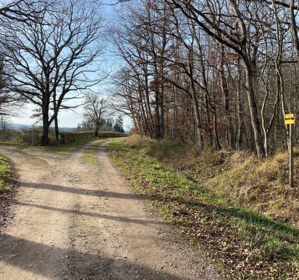 Forêt domaniale, pays Chantellais dans l’Allier en Auvergne - Sylvie - 1