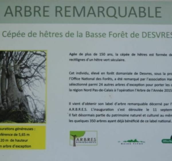 En route vers l'arbre majestueux à desvres - Toinette et Alfred - 1