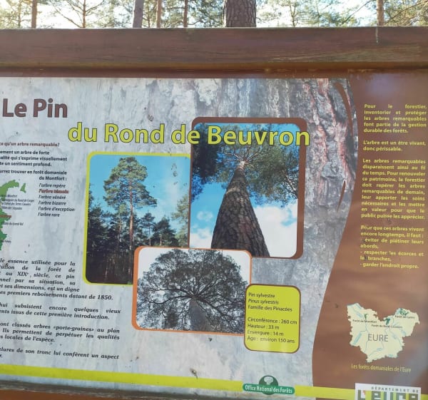 Balade découverte dans la forêt domaniale de Montfort - CATHERINE - 1
