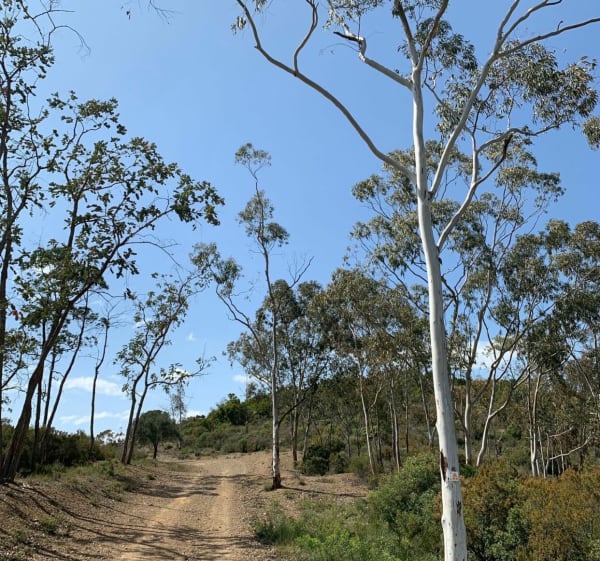 Balade tranquille dans la forêt d’eucalyptus à Cessenon-sur-Orb - Michel - 1