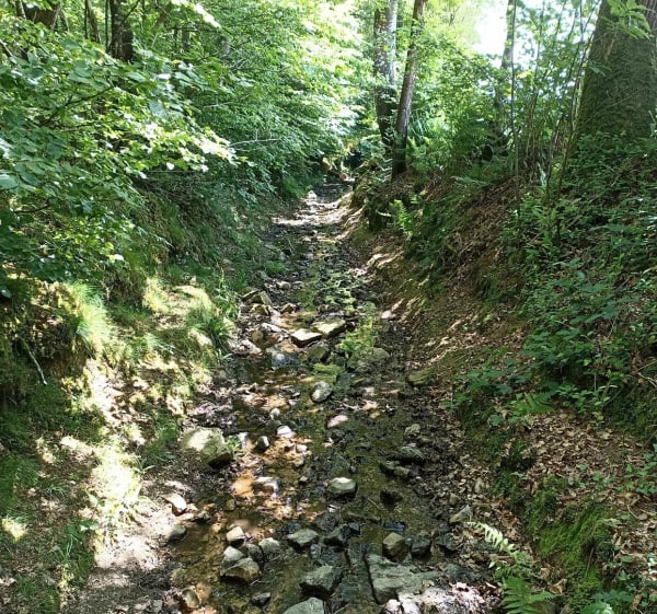 Natuuruitje in Mortainais via Roche Grise - Alberick - 1