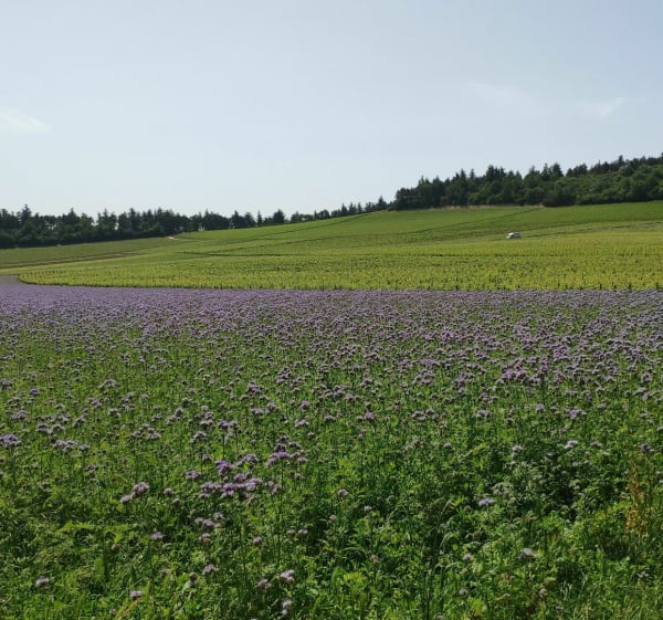 Entre Rully Aluze et Mercurey Départ de la forêt de Farges - Emmanuel - 1