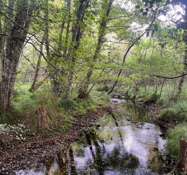 Balade à Lesgor, dans la magnifique forêt des Landes ️par Montarapin - David - 1