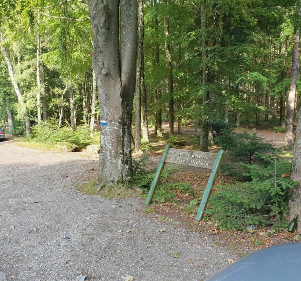 Arbre aux 6 troncs près de Thann - Etienne - 1