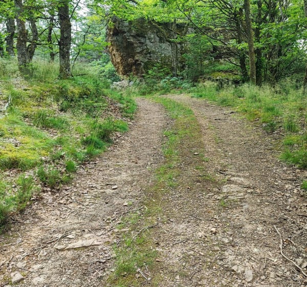 Balade en forêt dans les Grandes Genettes - Marie-julie - 1