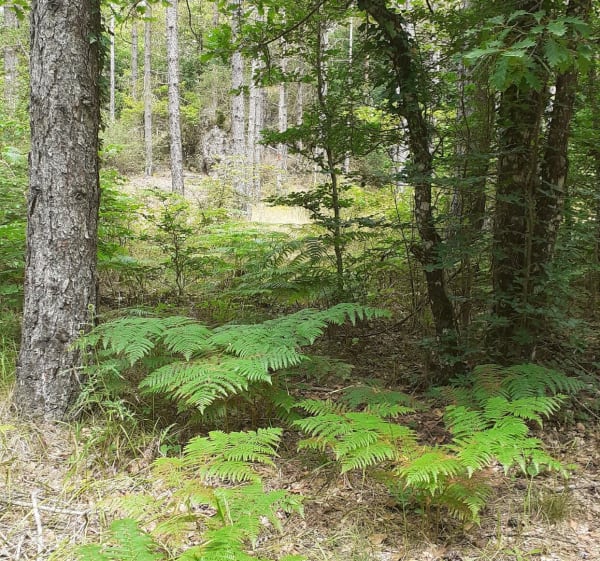 Forêt Escandorgue. - Véronique - 1