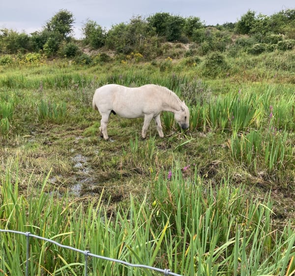 Découverte des marais et de la baie de la canche - Camiers - 1