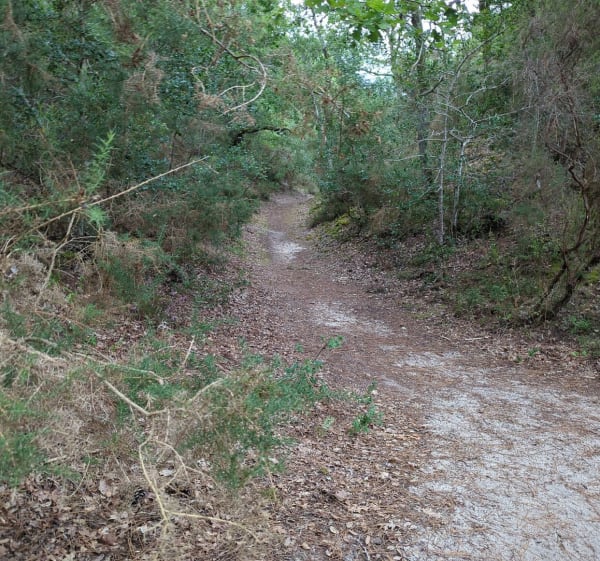 Forêt et chemin forestier au départ du lac Léon - Justine - 1