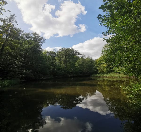 Balade en forêt de Montmorency - Marine - 1