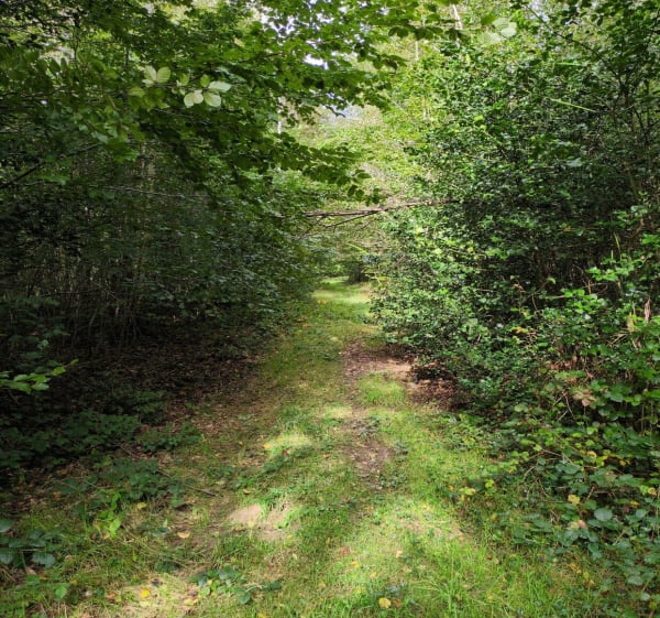 Forêt entre Hartzviller et Brouderdorff - Matthieu - 1