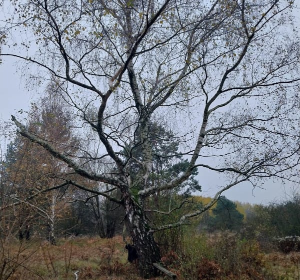 Pętla z Jelenia na Glinną Górę - Tomasz - 1