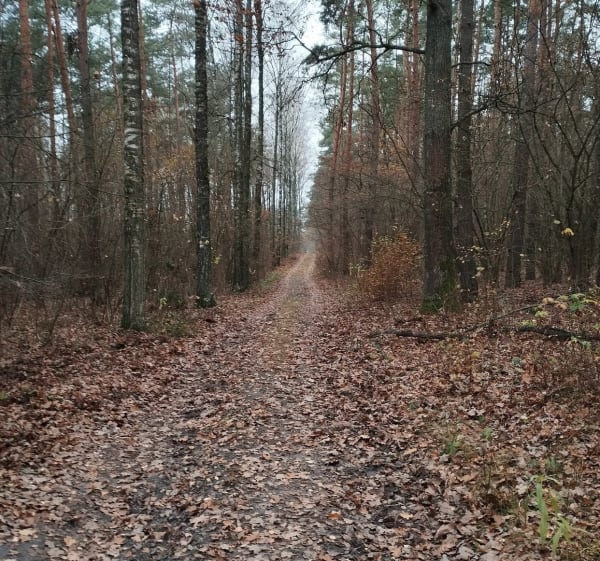 Rundka po lesie Lipniak w pobliżu Siedlec - Robert - 1