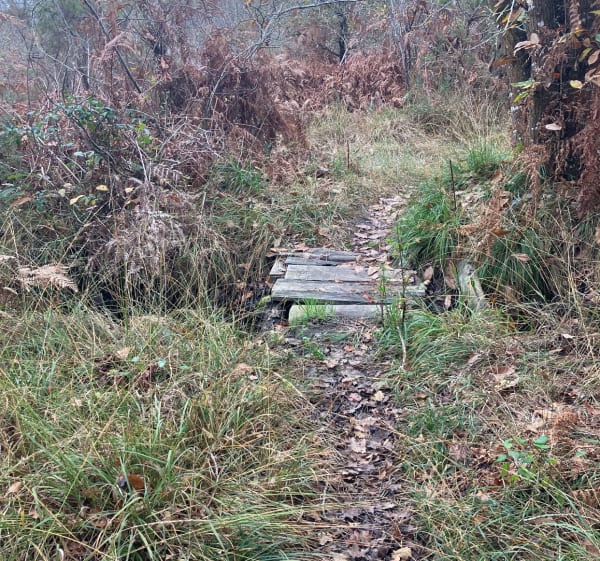 Bois des Claunes à Etaules - Guillaume - 1