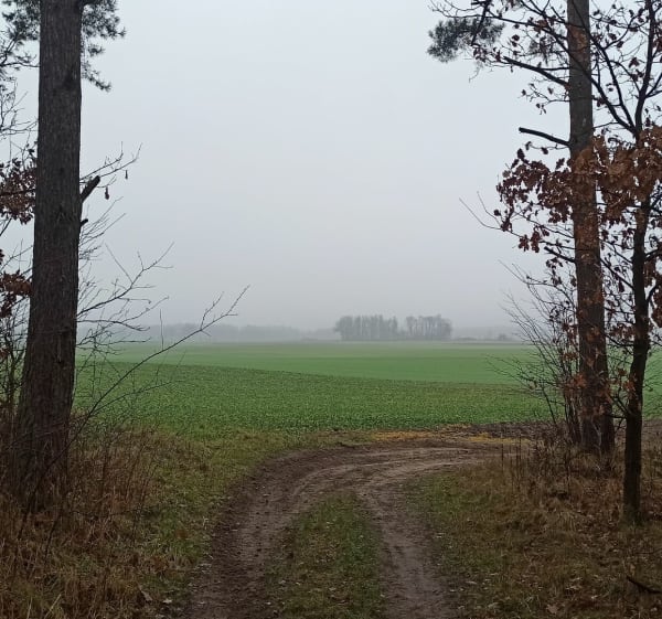 Rakowiecka rundka po lesie - Rafał - 1