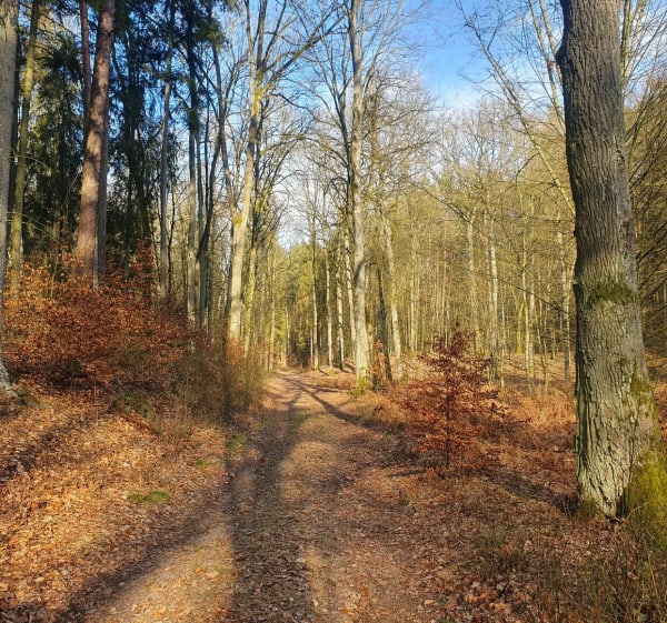 W Górznieńsko-Lidzbarskim Parku Krajobrazowym" - Katarzyna - 1