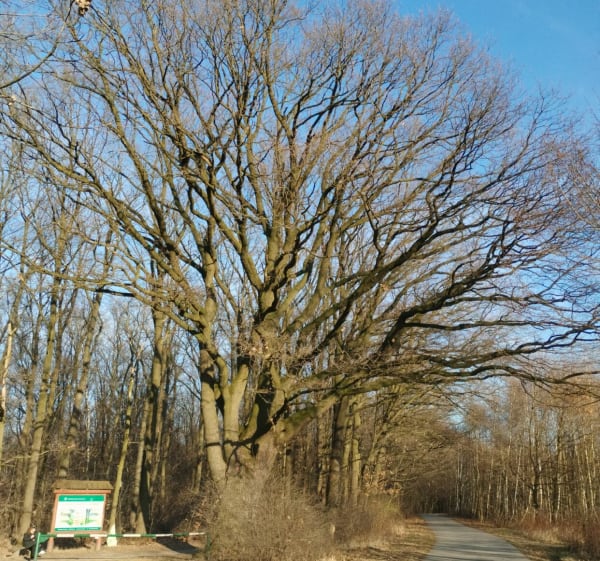Wola Rędzińska - Krzysztof - 1
