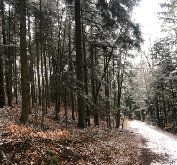 Trekking popołudniowy - Michał - 1