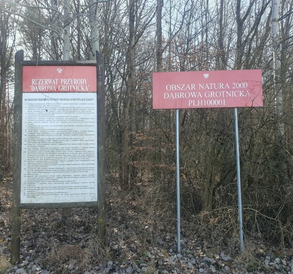 Las Grotnicki - Katarzyna - 1