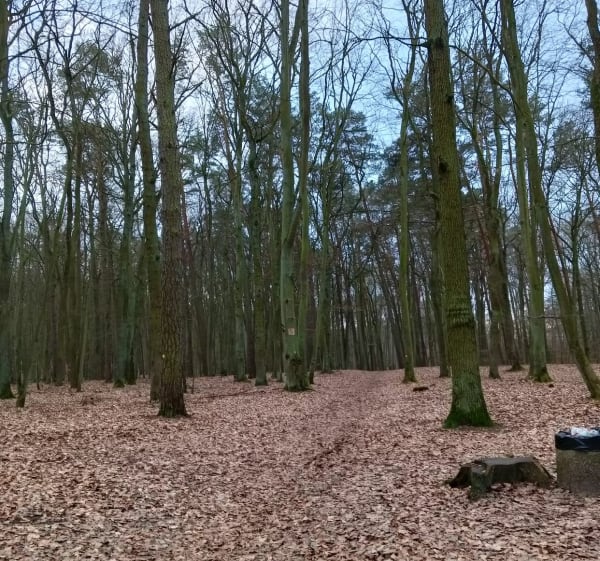 Spacer w Policach Zachodniopomorskie - Puszcza Wkrzańska - Krzysztof  - 1