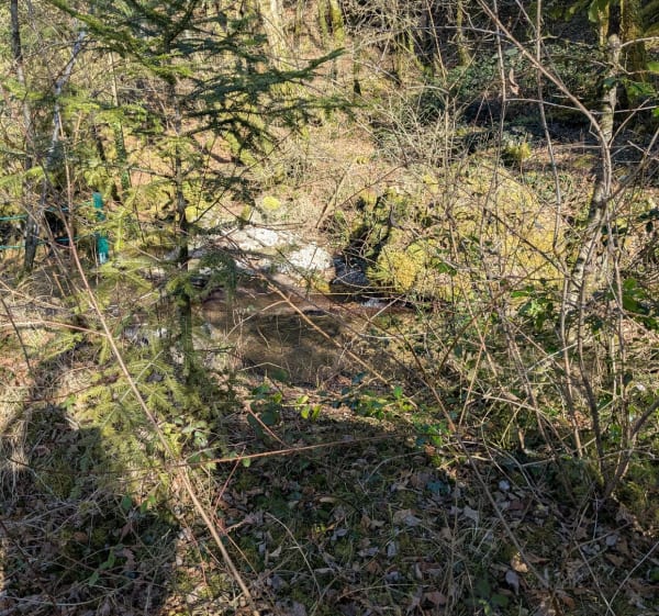 La gorge de la Gorgiat au dessus de Saint-Thibaud-de-Couz - chantal - 1