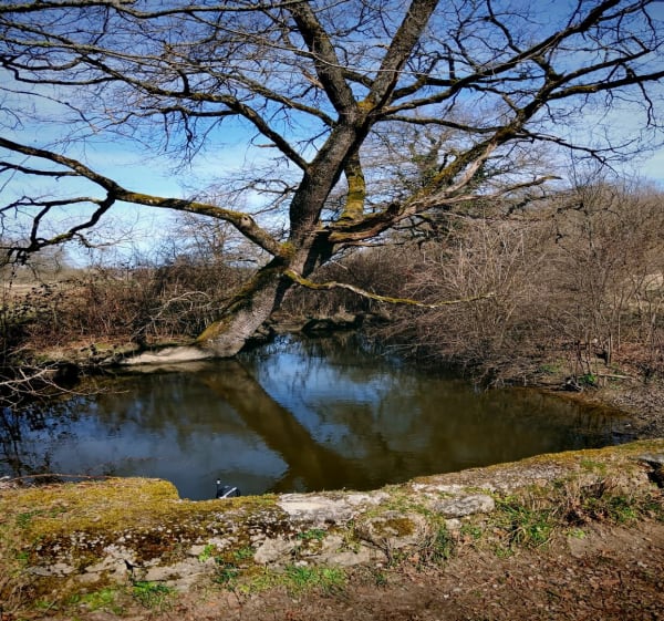 Étang des Landes - Michel - 1
