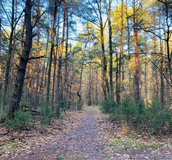 Zawsze zielony Kampinowski Park Narodowy - Mariusz - 1