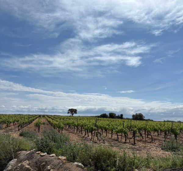 Balade dans les vignes autour de Sauvian - Nadia - 1