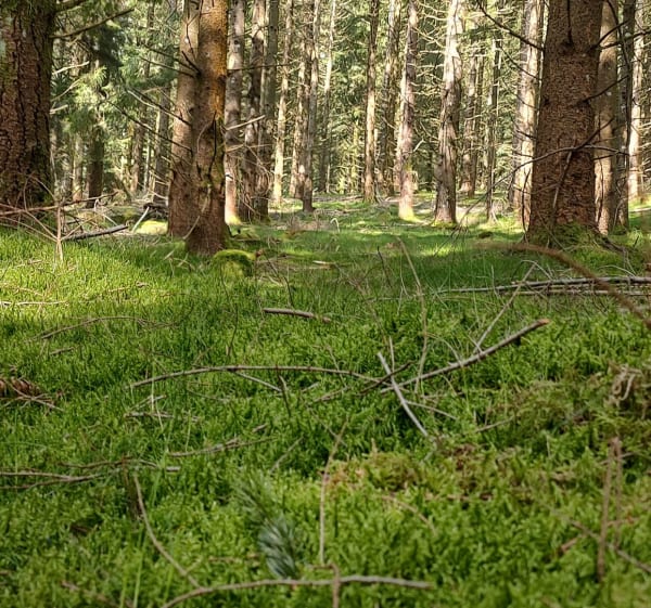 Source de la Corrèze - Xavier - 1