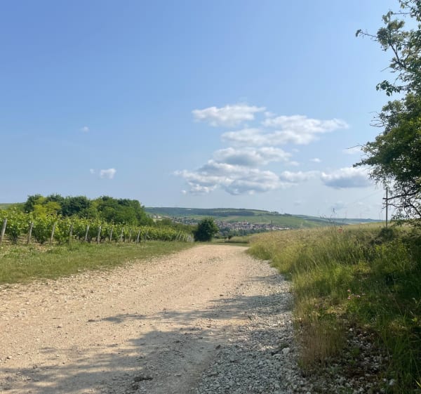 Balade dans le vignoble Auxerrois - Aimy - 1
