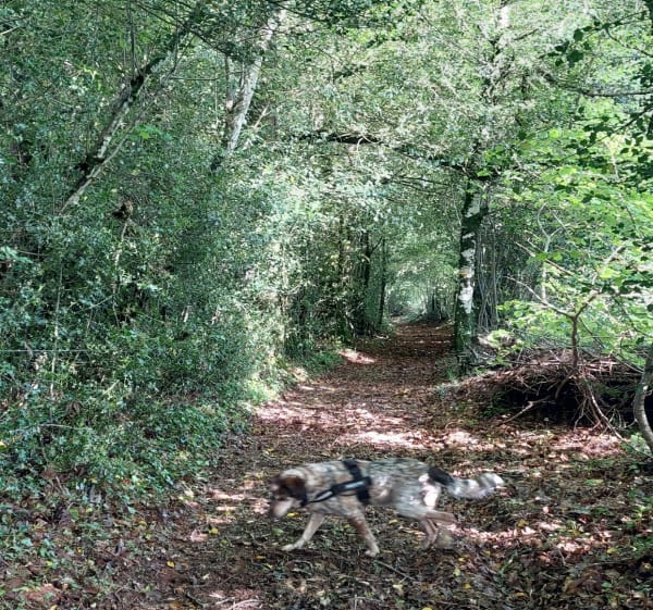 Le Puech del Carbonniès - Jean-michel - 1