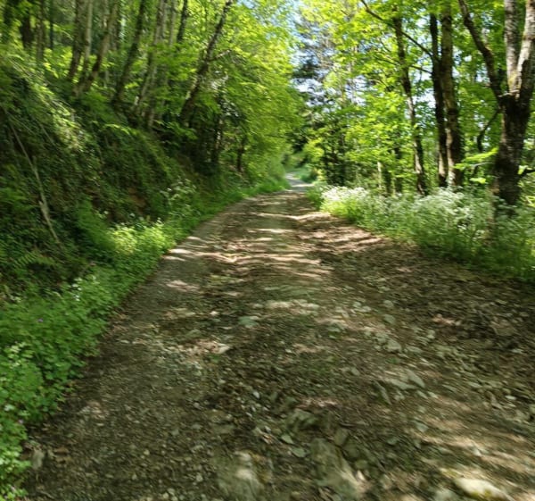Campagne et forêt autour de St Pierre de Trivisy - Saint-Pierre-de-Trivisy - 1