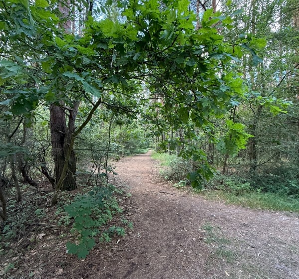 Kąpiel leśną - Poznań - 1