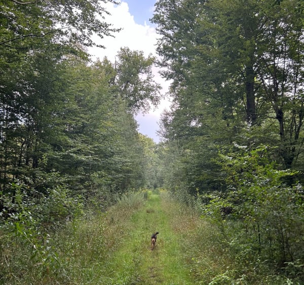 Près du gros chêne d'Haguenau - Haguenau - 1
