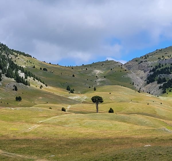 Randonnée sur les Hauts Plateaux du Vercors, à la plaine de Queyrie - Sophie - 1