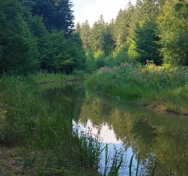 Long des berges et forêts à Hattigny - Hattigny - 1