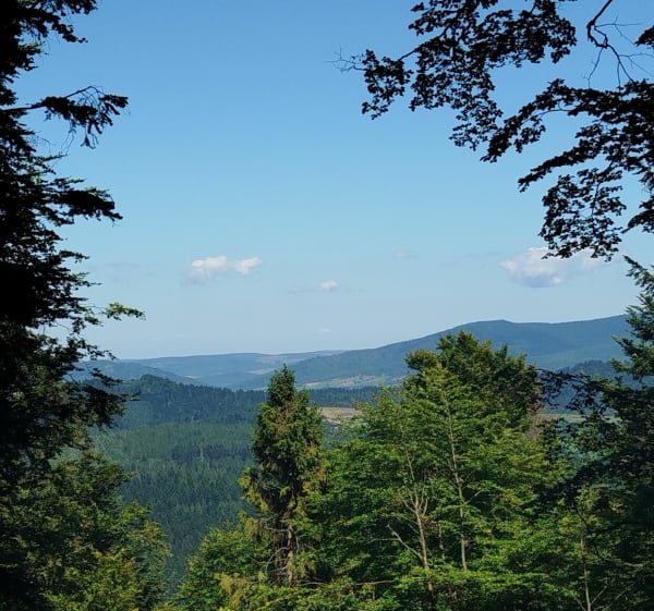 Trochaniec,otryt wyżny - Lutowiska - 1