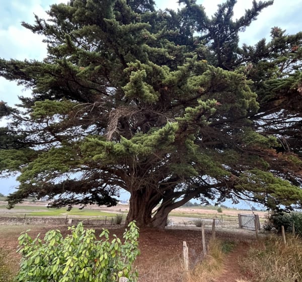 Sentier piéton le long de la côte de Locmariaquer - Locmariaquer - 1