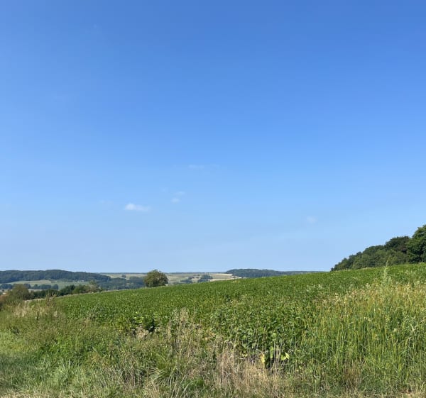 Balade dans les champs sur les hauteurs d’Illtal - Illtal - 1